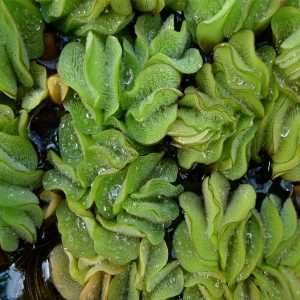 Salvinia