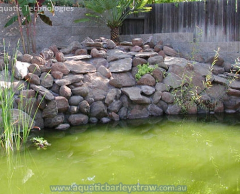 Aquatic Barley Straw Bale placed in pond