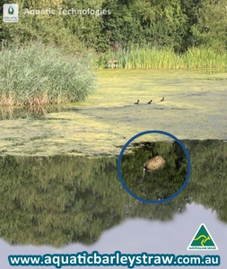 Aquatic Barley Straw Bale placed in pond